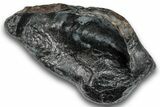 Fossil Whale Ear Bone - South Carolina #248400-1